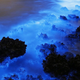 This Thursday, Jan. 22, 2015 photo made with a long exposure shows the glow from a Noctiluca scintillans algal bloom along the seashore in Hong Kong. The luminescence, also called Sea Sparkle, is triggered by farm pollution that can be devastating to marine life and local fisheries, according to University of Georgia oceanographer Samantha Joye. Noctiluca itself does not produce neurotoxins like other similar organisms do. But its role as both prey and predator tends can eventually magnify the accumulation of toxins in the food chain, according to R. Eugene Turner at Louisiana State University. (AP Photo/Kin Cheung